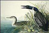 Northern Diver(1)